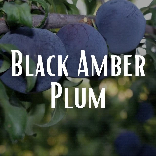 Black Amber Plum Scent Refill