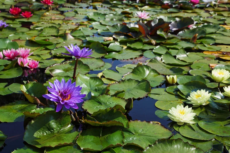 Lilac & Lilies Fragrance Oil